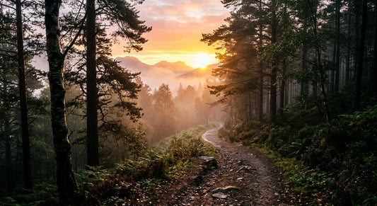 Rocky pathway through a forest leading to distant misty mountains with the sunrise behind them.
